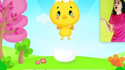 Comptinette du petit poussin   comptine à gestes