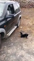 Pincher entra por la ventana de un coche... ¡SALTANDO!