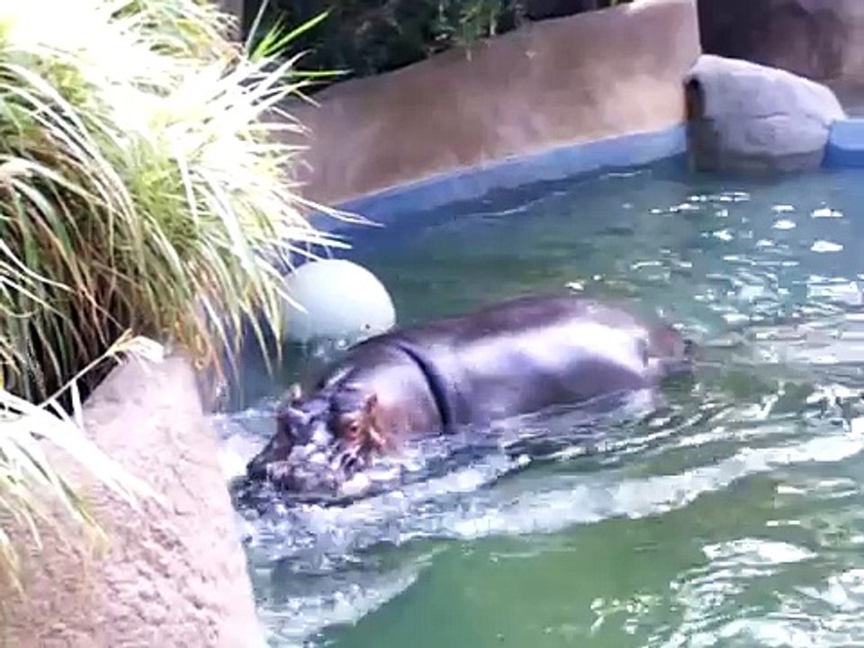 Hippopotamus playing at the LA Zoo