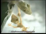 Thai Advert Shera Ceiling Geckos Die ；非常感人肺腑的泰國Shera天花板廣告
