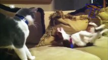 Cute Dogs and Cats Meeting For The First Time Compilation 2015 [NEW EDITION HD]