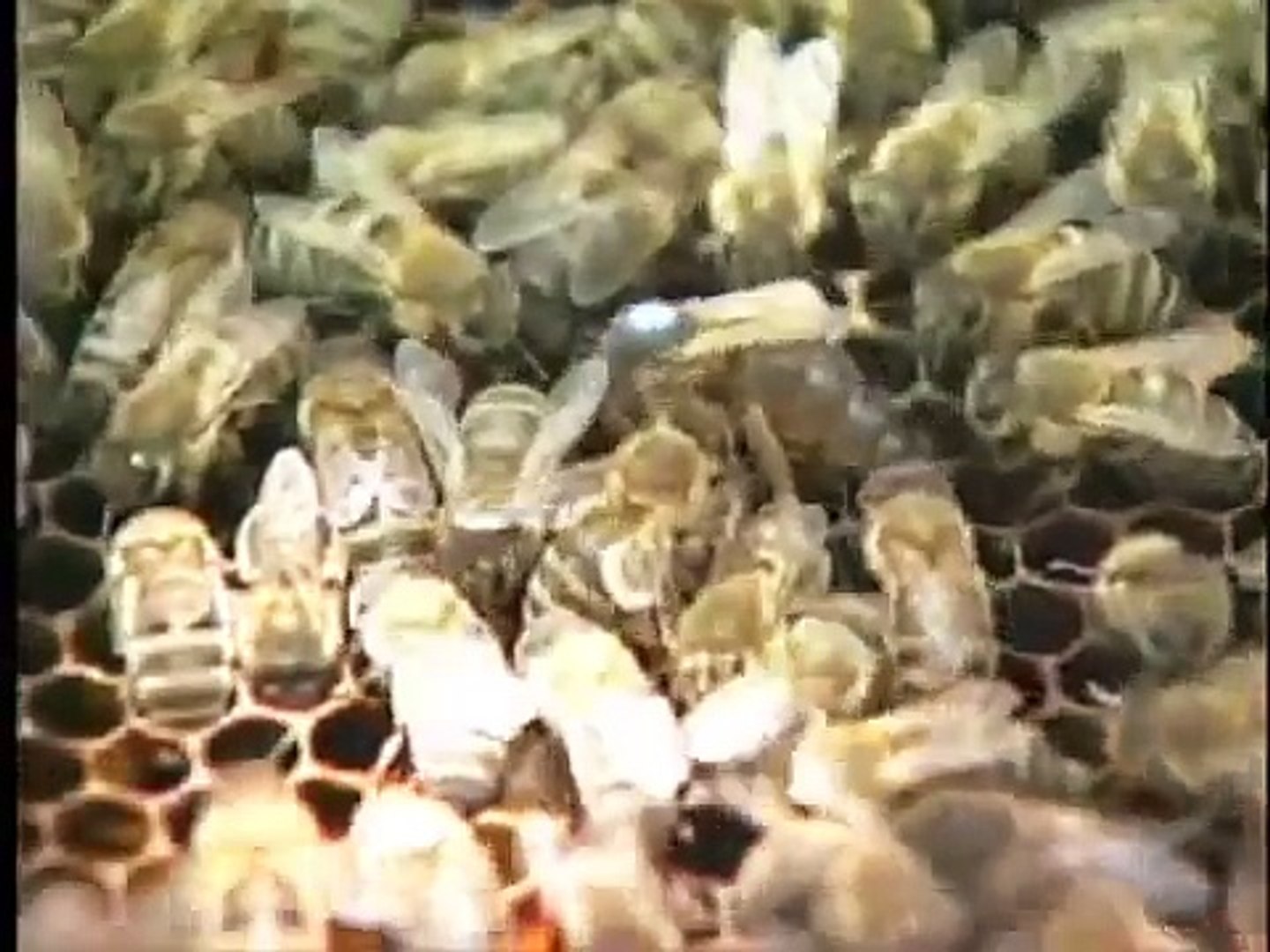 Instrumental Insemination Of Honey Bee Queens Susan Cobey - 