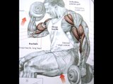 Bodybuilding - Biceps Workout (Easy Tips)