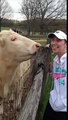 Cow licks wife