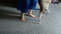 Training Max, My Italian Greyhound Puppy