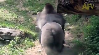 Gorilla attack human