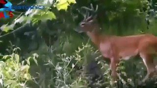 The deer attacked the girl! Shock!   Animal Attacks on Human