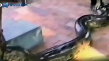 Anaconda attacks the police officer  Shock     Animal Attacks on Human