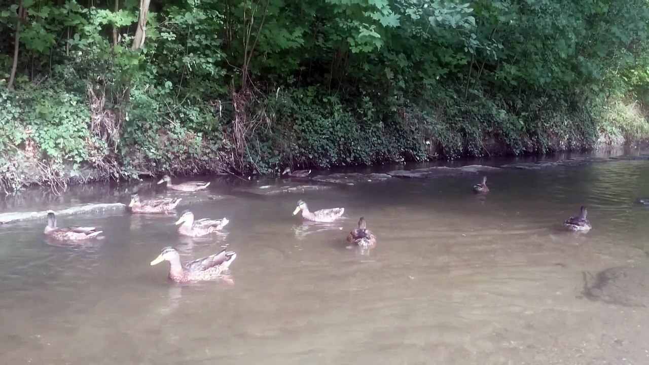 Nice Weather for Ducks - Lemon Jelly (De Portada con Patos)