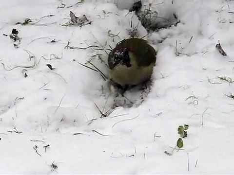 Grünspecht - Picus viridis