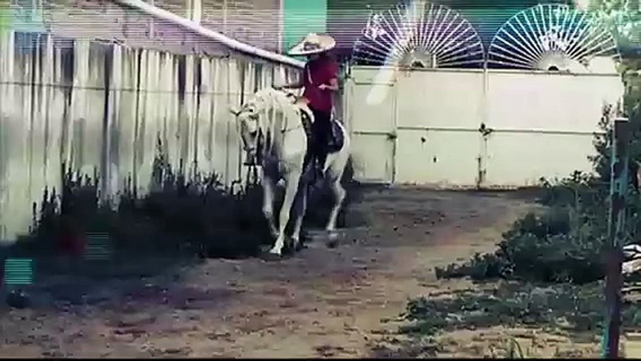 caballo-bailador-dragon-y-esthers