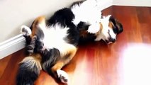 Cats and dogs sleeping in funny positions - Funny animal compilation