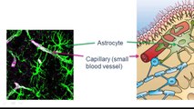 01 04 The Cells of the Brain:  Neurons and Glial Cells