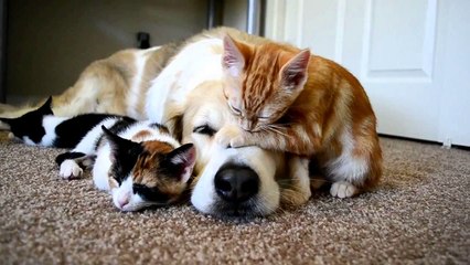 funny videos for kids, dogs cat pet animals sleeping fun,