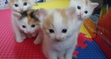 Adorable Kittens Perform Synchronized Head Dance