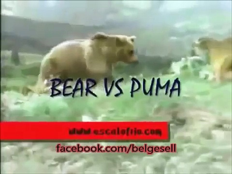 best  Animal fights - اقوي قتال الحيوانات