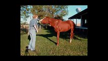 Horse Tricks 101 - Have fun.  Bond with your horse.