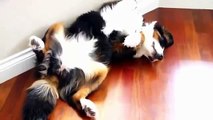 Cats and dogs sleeping in funny positions Funny animal compilation