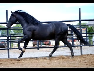 SARGENTO caballo pre Yeguada Nieto (andalusian horse)