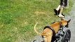 Roo, a tripaw'd, cruises in her Eddie's Wheels front wheel dog wheelchair