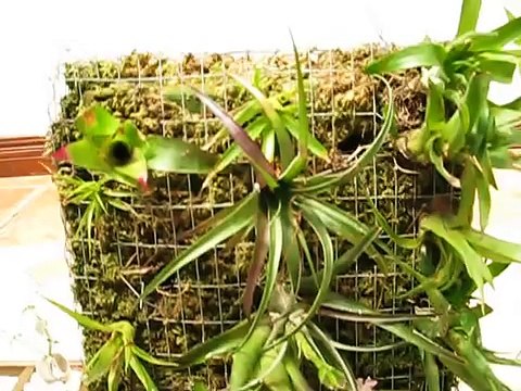 COSTA RICA JARDINES MINIATURA / SMALL GARDENS