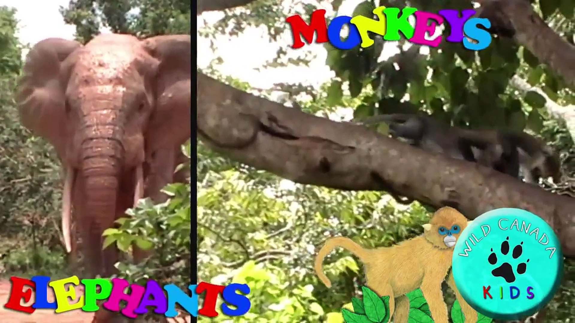 Children s Monkey Song Kid s Elephant Song Animal Song for Kids