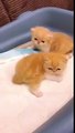 Funny Cats Compilation   Funny Cat Videos Ever  Funny Videos   Funny Animals Funny Animal Videos #3