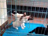 Funny Cats Video   Funny Cat Videos Ever  Funny Videos   Funny Animals Funny Animal Videos