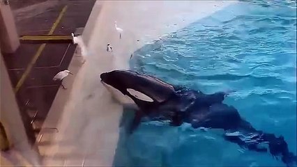 A Killer whale uses a bait fish to hunt a BIRD!