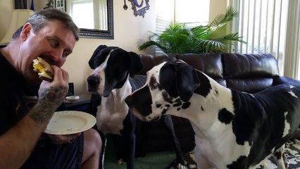 Il essaie de manger son sandwich, mais gardez un oeil sur le toutou derrière !