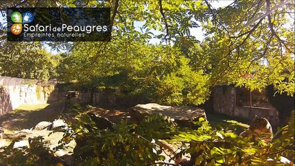 Panthère des Neiges - Safari Peaugres - Ardèche