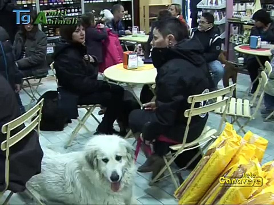 Tg Amici Animali: cane e padrone "buoni cittadini" per vivere meglio