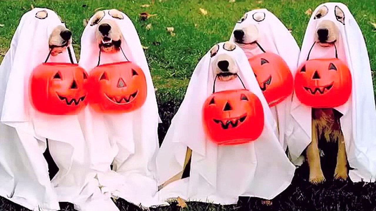 VOICI pourquoi Dieu a inventé le chien. Toute personne aimant les chiens devrait regarder cette vidéo !