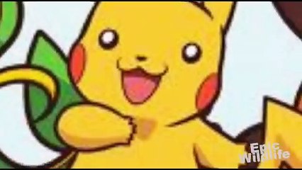 Rare Deep Sea Creature - The Grimpoteuthis