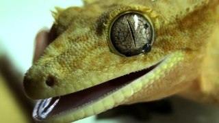 Crested Gecko licks her eyes!