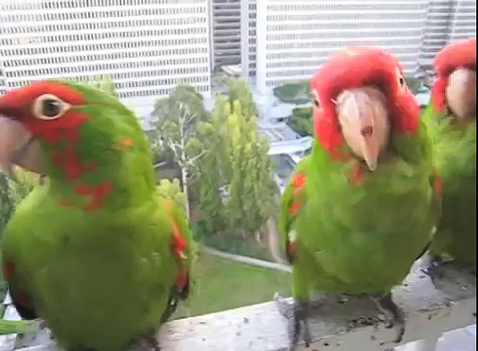 Parrot Lineup