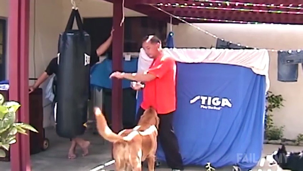 Ultimate Funny Dogs Compilation by FailArmy