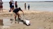 TO THE RESCUE: Bystanders pitch in to help save a young great white shark that became