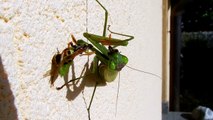 Praying mantis eating a wasp - mantide religiosa che mangia una vespa