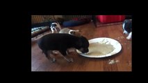 Cute Shih Chi Puppies Eating The Baby Dog Foods