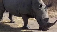 Cyril en duel avec le papa Rhino