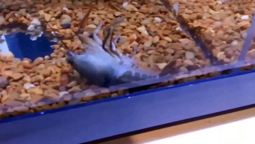 Crayfish shedding - video dailymotion