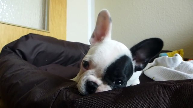 Duffy - Französische Bulldogge 9 Wochen alt