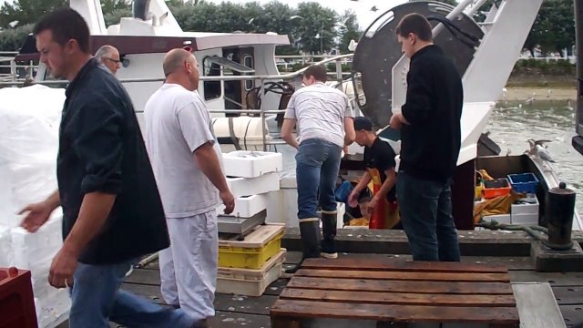 Les bateaux de pêche pris d'assaut par des mouettes affamées