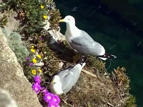 Corse découverte de la ville et falaises de Bonifacio