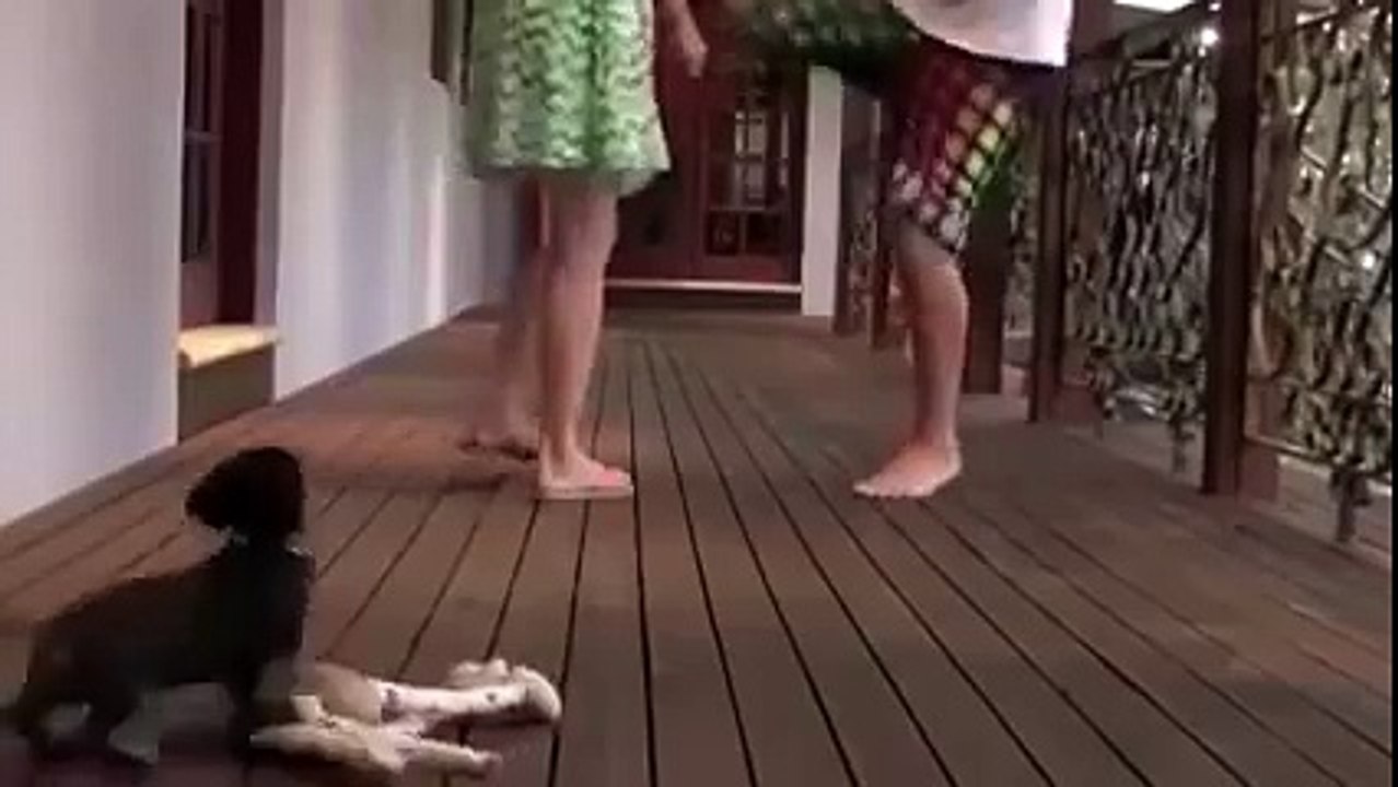 Little dog protects girl