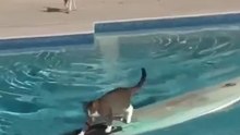 Находчивый кот