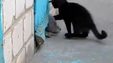 Кот спас собаку