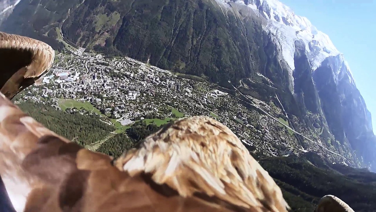 Aigle Freedom - Chamonix Brévent (2015)