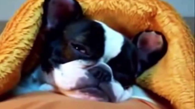 Funny Cute Animal Sleepy Falls Asleep Tired Cat Dog Koala Bear